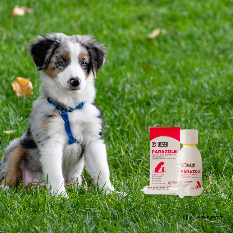 Dog Parasite Control