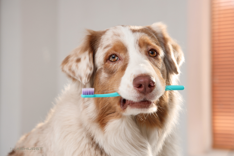 Dog Healthcare