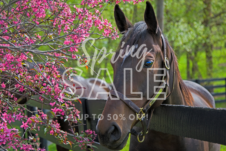 Spring Clearance - Horse