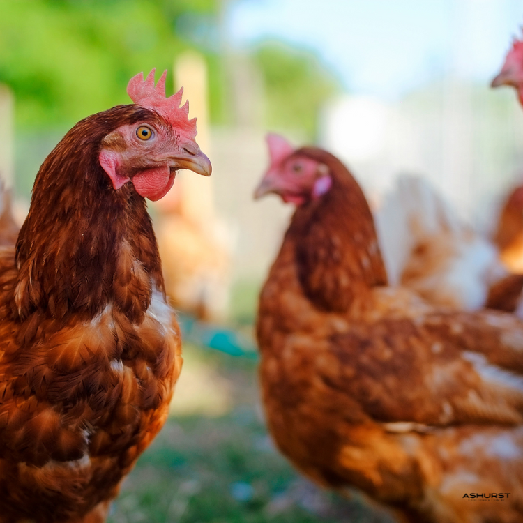 Chicken Parasite Control