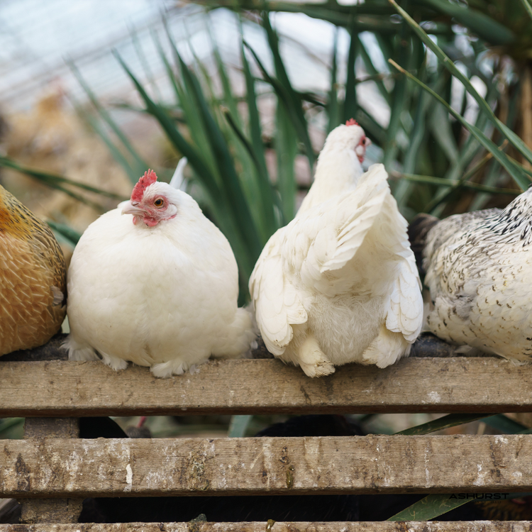 Chicken Treats