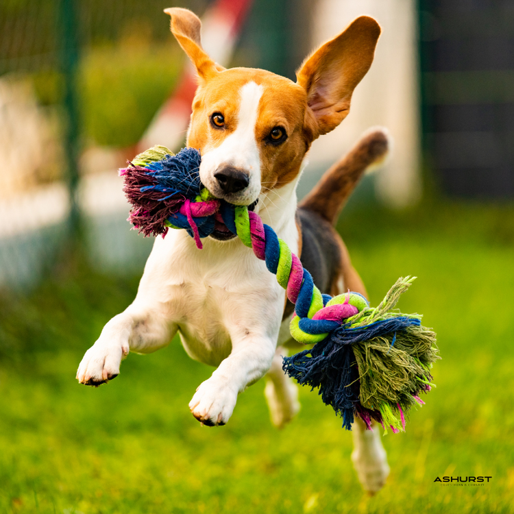 Dog Toys