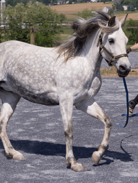 Fitness & Conditioning for Summer Heat - Ashurst Equestrian & Country