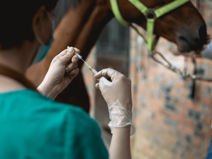 Health Check & Vet Partnership: Summer Wellness for Your Horse