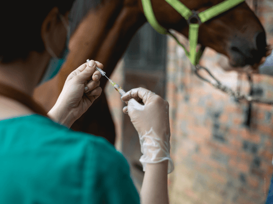 Health Check & Vet Partnership: Summer Wellness for Your Horse - Ashurst Equestrian & Country