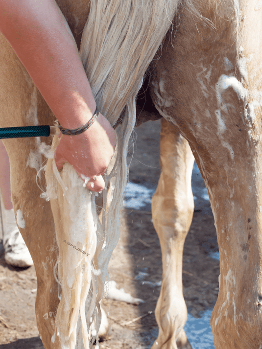 Let's get ready for Summer - Ashurst Equestrian & Country