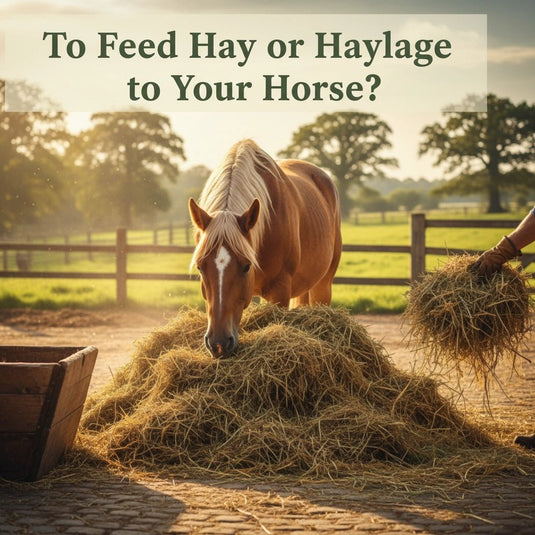 To Feed Hay or Haylage to Your Horse? - Ashurst Equestrian & Country