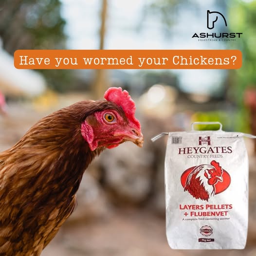 🐔 Why Worming Your Chickens is Essential 🐔