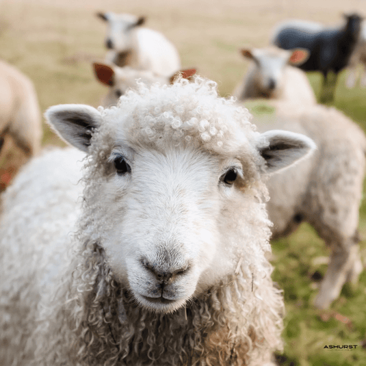 All Smallholdings - Ashurst Equestrian & Country