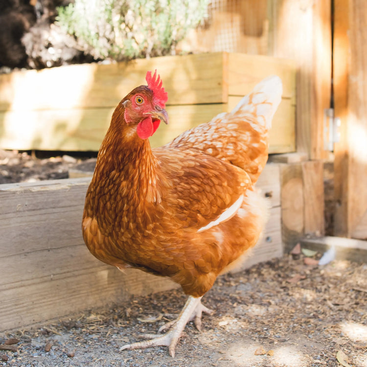 Chicken Equipment - Ashurst Equestrian & Country