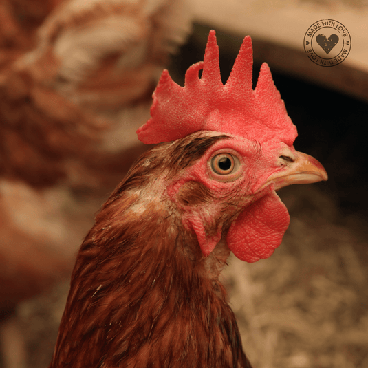 Chicken Feed - Ashurst Equestrian & Country