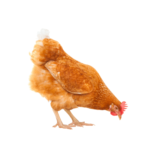 Chicken Feed - Ashurst Equestrian & Country