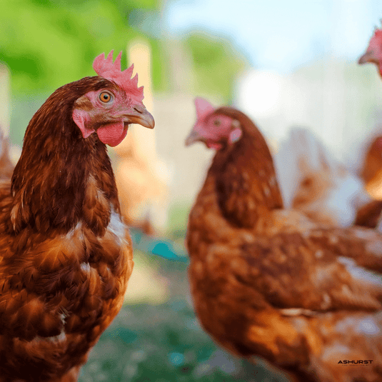 Chicken Parasite Control - Ashurst Equestrian & Country