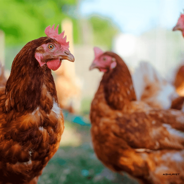 Chicken Parasite Control - Ashurst Equestrian & Country