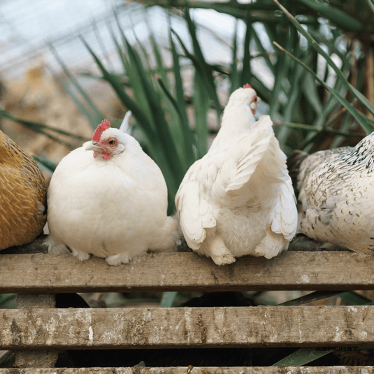 Chicken Treats - Ashurst Equestrian & Country