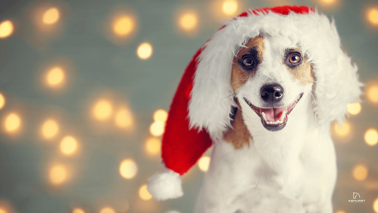 Christmas 2025 - Ashurst Equestrian & Country