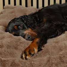 Dog Beds - Ashurst Equestrian & Country