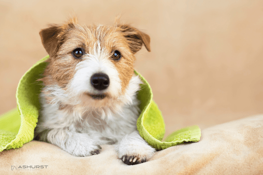 Dog Grooming - Ashurst Equestrian & Country