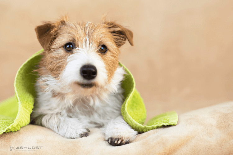Dog Grooming - Ashurst Equestrian & Country