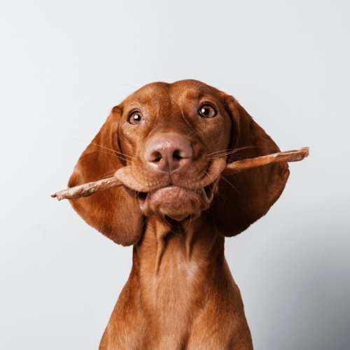 Dog Treats - Ashurst Equestrian & Country