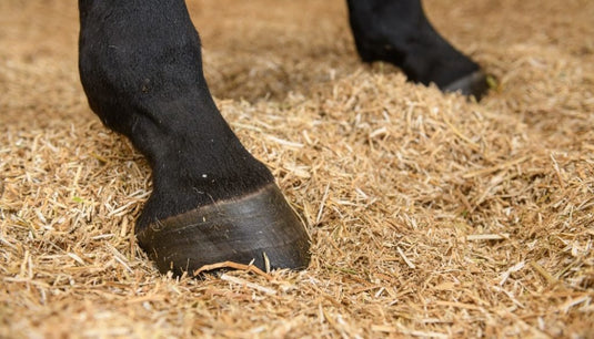 Horse Bedding - Ashurst Equestrian & Country
