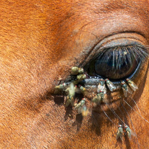 Horse Parasite Control - Ashurst Equestrian & Country