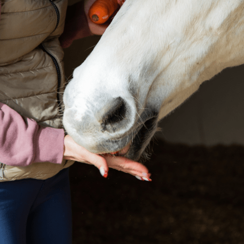 Horse Treats - Ashurst Equestrian & Country
