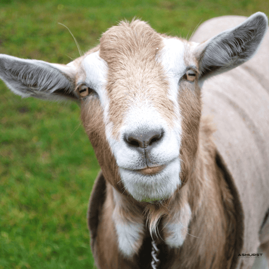 Livestock Feed - Ashurst Equestrian & Country