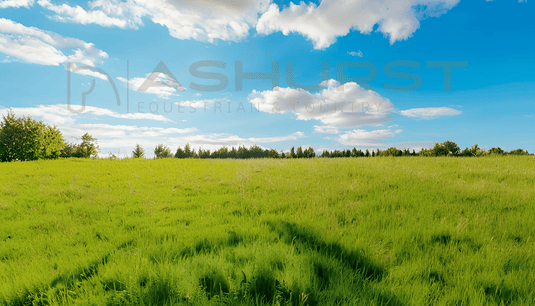 Summer Clearance - Horse - Ashurst Equestrian & Country