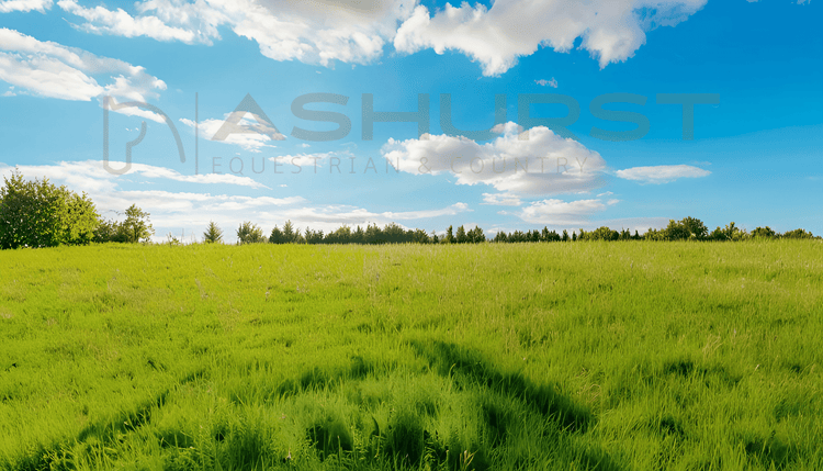 Summer Clearance - Horse - Ashurst Equestrian & Country