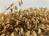Honest Oats - Organic Whole Oats 25kg