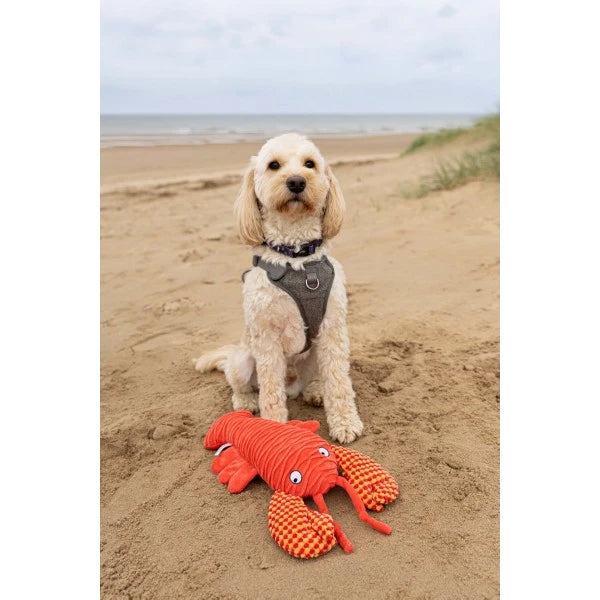 Load image into Gallery viewer, Animal Instincts Sustainables Sea Life Crumpled Lobster
