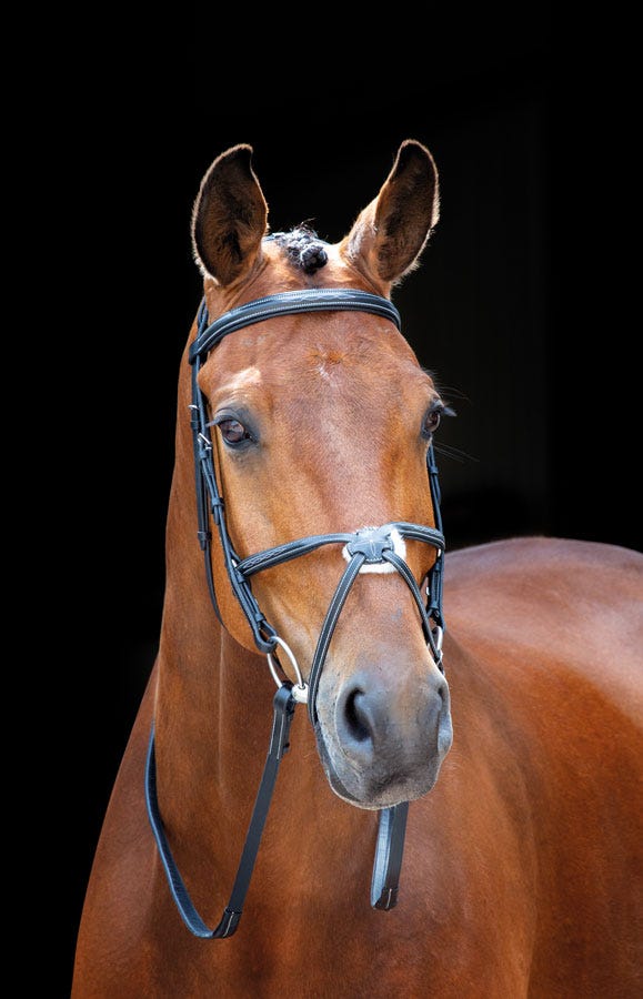 Load image into Gallery viewer, Salisbury Brackley Bridle
