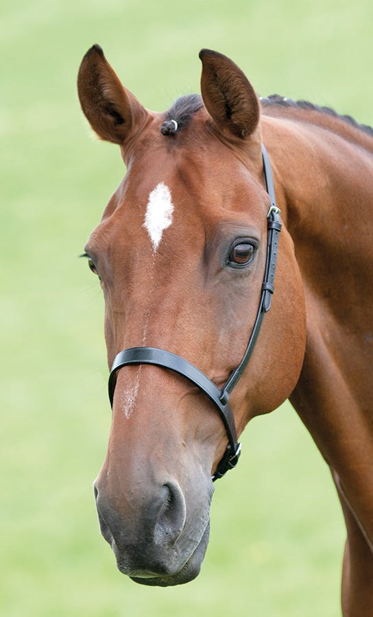 Load image into Gallery viewer, Velociti GARA Cavesson Noseband
