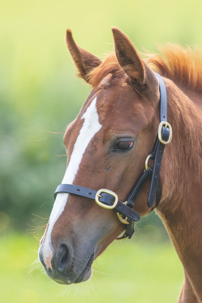Load image into Gallery viewer, Velociti GARA Adjustable Leather Headcollar
