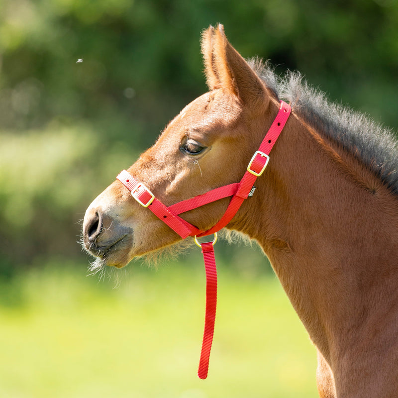 Load image into Gallery viewer, ARMA Foal Slip
