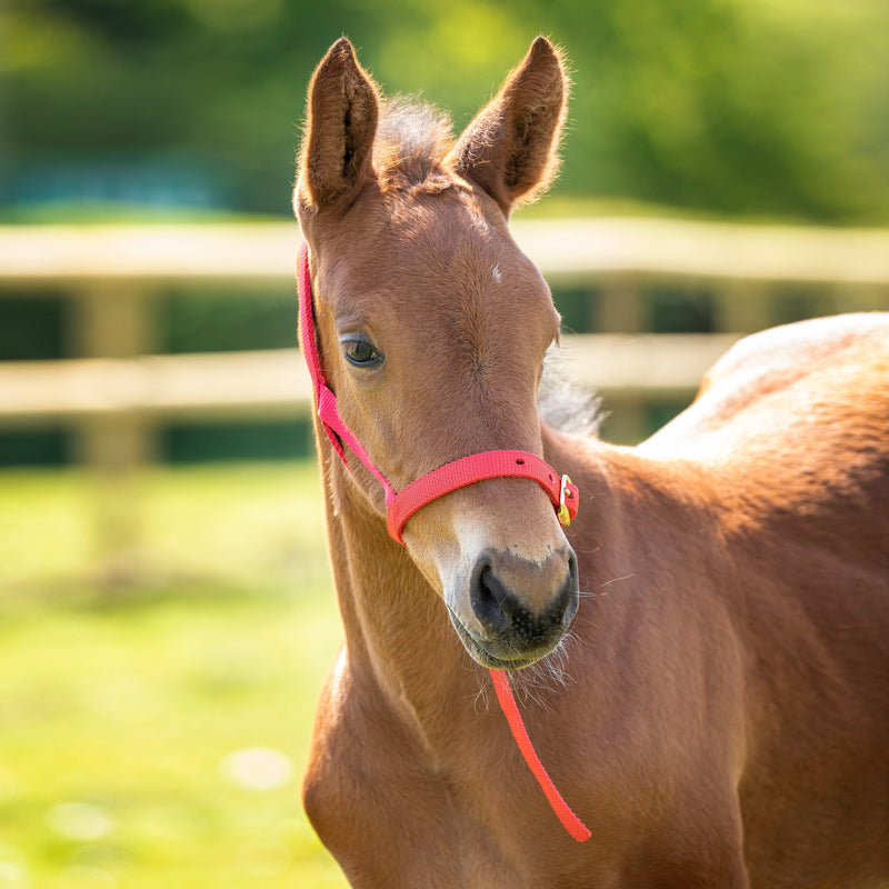 Load image into Gallery viewer, ARMA Foal Slip

