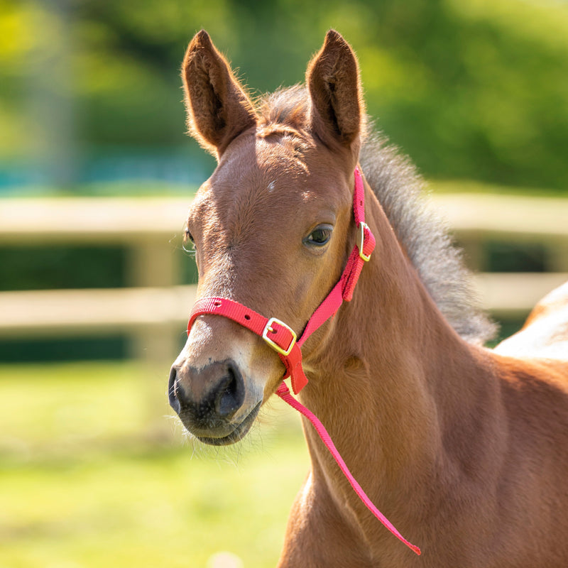Load image into Gallery viewer, ARMA Foal Slip
