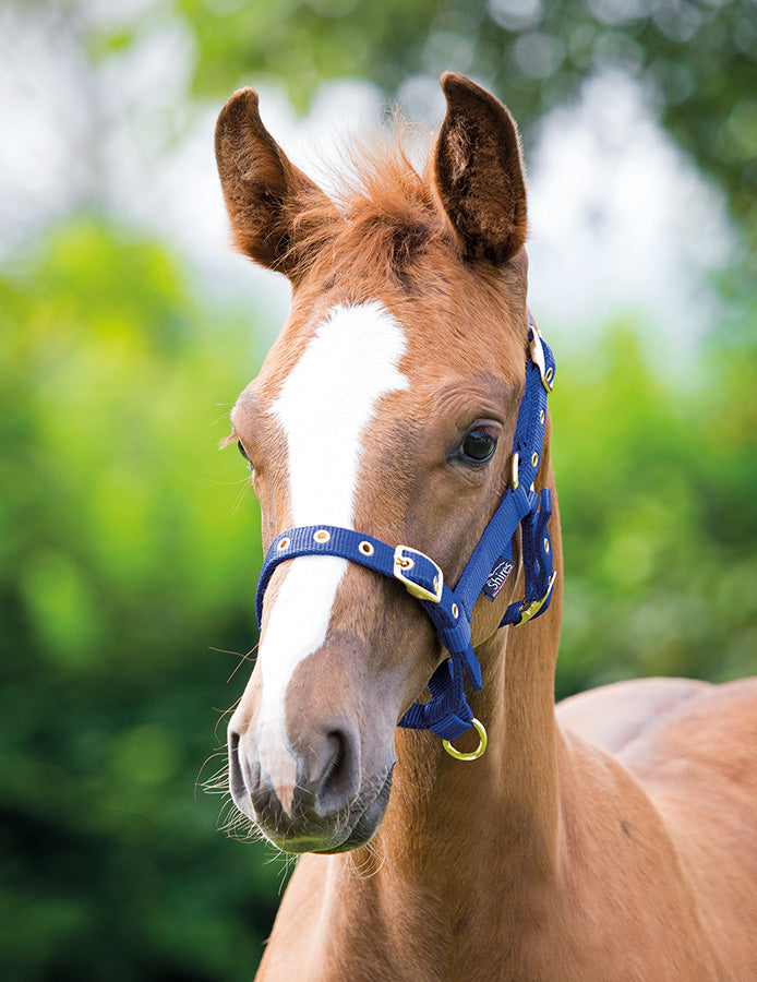 Load image into Gallery viewer, ARMA Foal Headcollar
