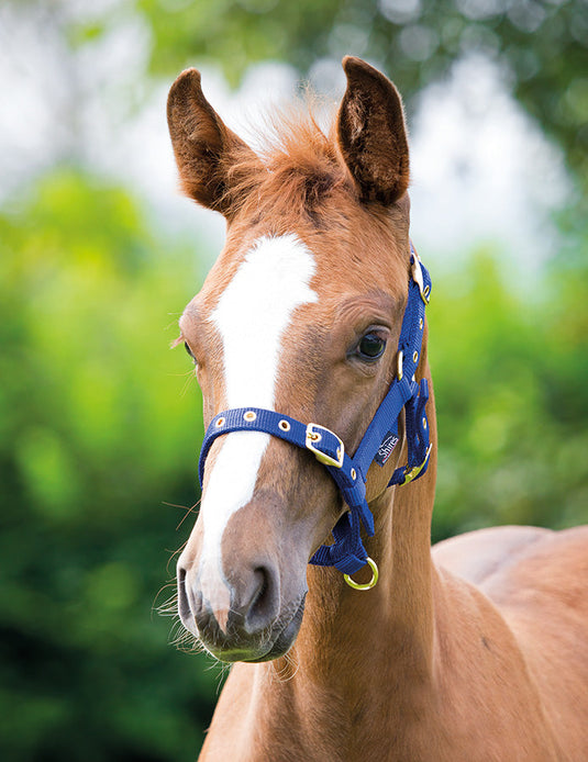 ARMA Foal Headcollar