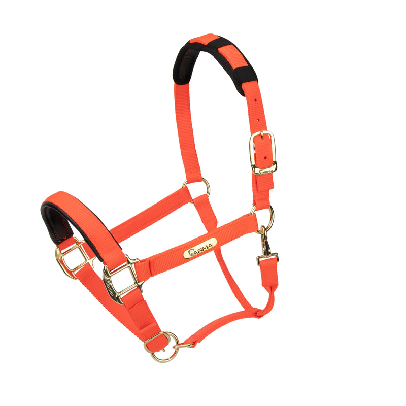 Load image into Gallery viewer, Topaz Nylon Headcollar
