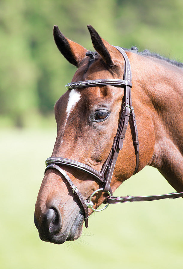 Load image into Gallery viewer, Avignon Padded Raised Flash Bridle
