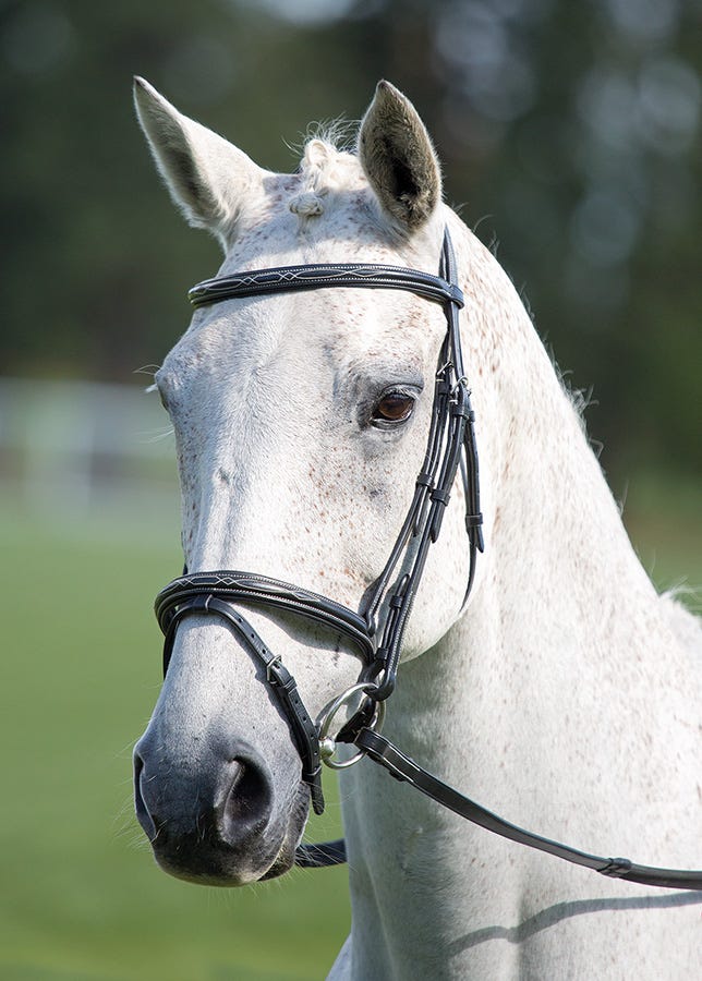 Load image into Gallery viewer, Avignon Padded Raised Flash Bridle
