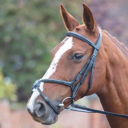 Avignon Grackle Bridle