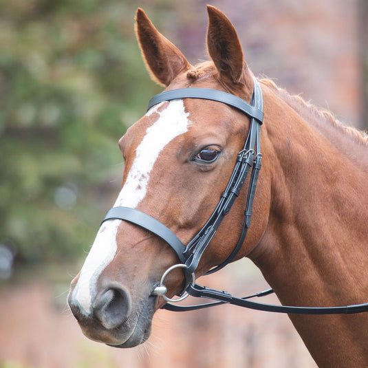 Avignon Hunter Cavesson Bridle