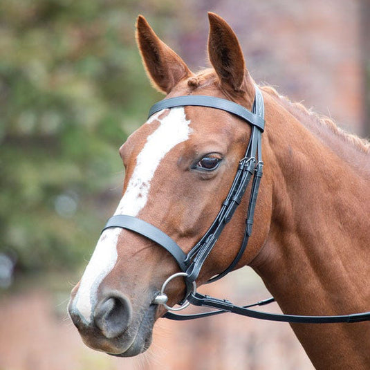Avignon Hunter Cavesson Bridle