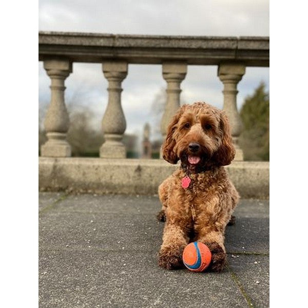 Load image into Gallery viewer, Chuckit! Ultra Ball 2 Pack Small 4.8cm
