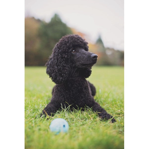 Load image into Gallery viewer, Chuckit! Fetch Medley 3 Pack Assorted Small 4.8cm
