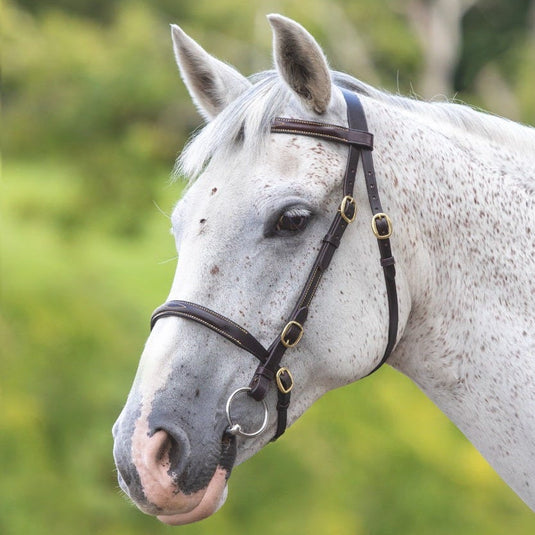 Velociti GARA Fancy Stitched Inhand Bridle