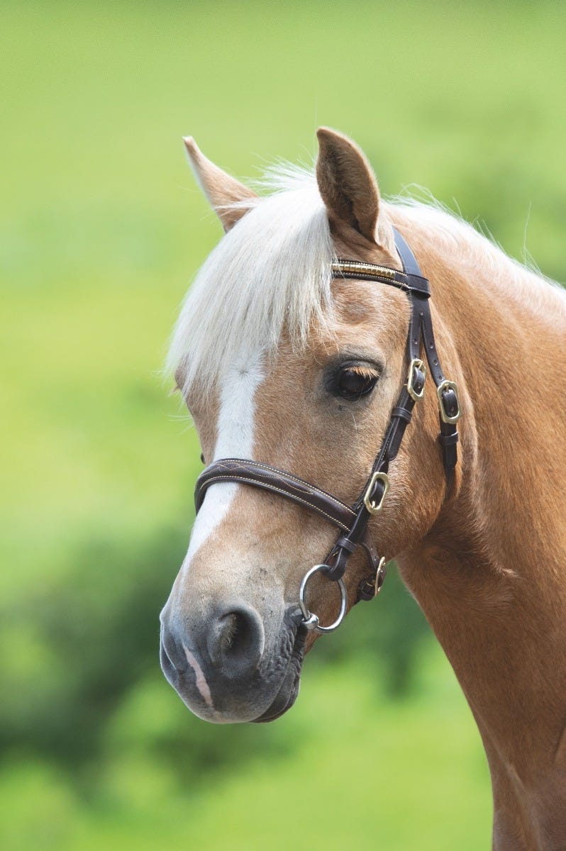 Load image into Gallery viewer, Velociti GARA Clincher Inhand Bridle
